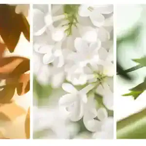 Delicate white jasmine flowers with green leaves, natural herbal background for wellness and aromatherapy.